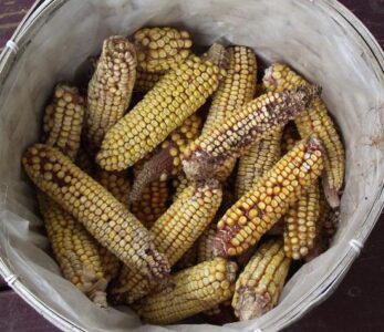 The Summer Garden, Good and Bad – with Pictures Image